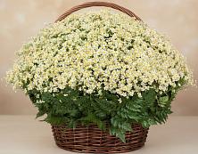 Цветочная композиция из Ромашки в корзине #REPLACE_PRED# Атепцево